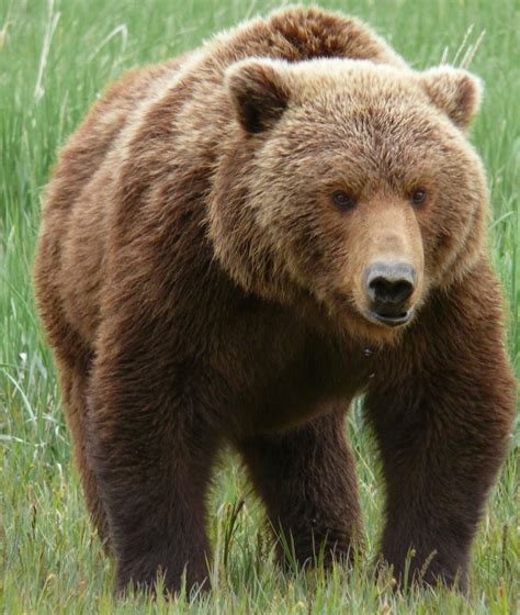 Grizzly Bear Basic Facts And New Pictures The Wildlife Brown Bear