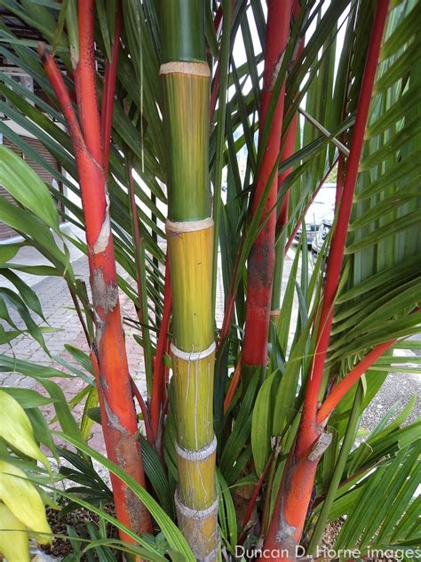 Learn more about how to make your bamboo thrive or troubleshooting some problems. How long does it take to grow a red maple Japanese bamboo ...