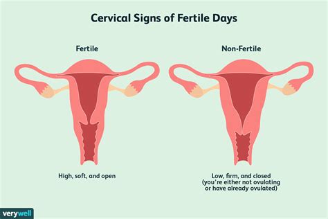 Sep 17, 2020 · how does a posterior cervix affect pregnancy? How to Check Your Cervix and Cervical Position
