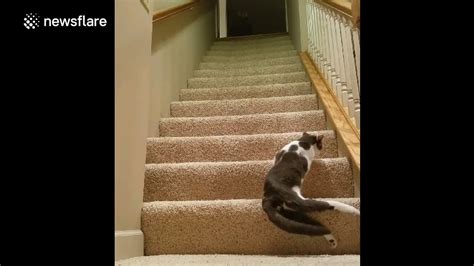 cat struggles to climb stairs video dailymotion