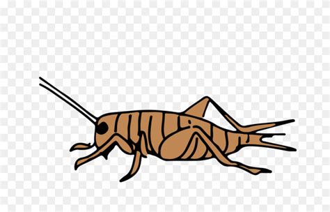 Download Cartoon Clipart Cricket Insect Clip Art Line Graphics