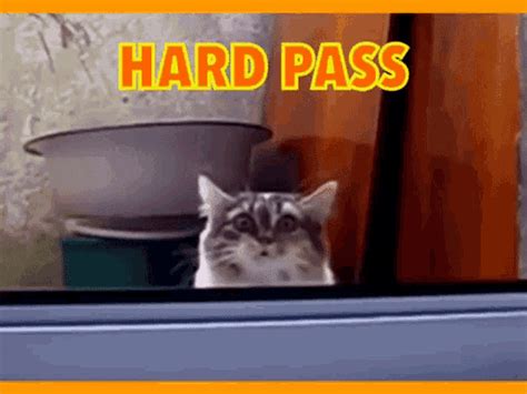 Hard Pass Cat Gif Hard Pass Cat Big Eyes Discover And Share Gifs