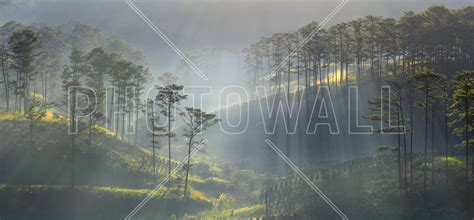 Sun Ray Forest High Quality Wall Murals With Free Shipping Photowall