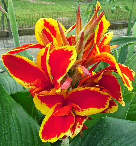 Top 102 Background Images Images Of Canna Lilies Stunning