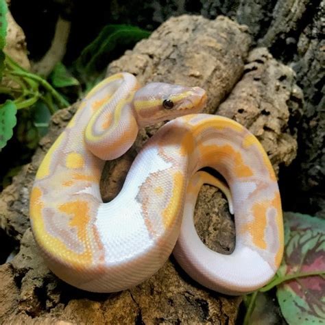 Banana Piebald Ball Python For Sale Online Baby Banana Piebald Ball