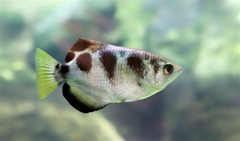 Brackish Fish For Home Aquariums What They Are And How They Live
