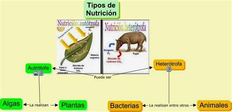 BiologÍa Y GeologÍa 1eso Exxi Ies Mar Baquero Exxi Byg1eso Ud06