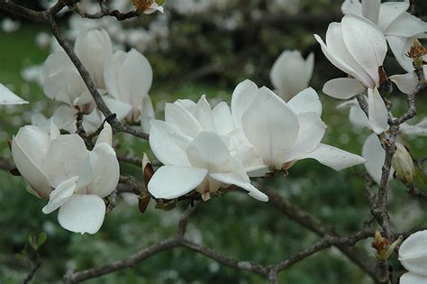 The simplest way to grow beautiful magnolia x alba (chempaka/kanthil) from seed that i usually did. Alba Superba Saucer Magnolia (Magnolia x soulangeana 'Alba ...