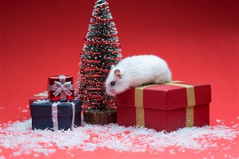 Cute Hamster On Red Background With Christmas Tree And Ts Stock