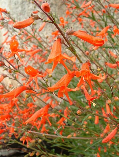 22 Types Of Orange Flowers Pictures