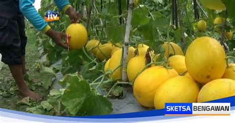 Budidaya Melon Golden New Kinanti Di Tuban Tembus Pasar Nasional