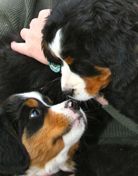 1000 Images About Bernese Mountain Dogspuppies On Pinterest Puppys