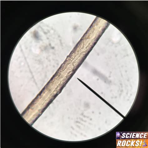 Human Hair Under Microscope