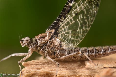 Mayfly Super Macro Insect Photography
