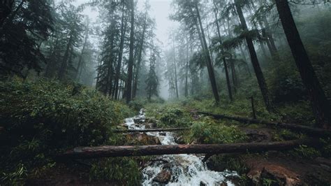 Download Wallpaper 1920x1080 Forest Stream Fog Trees