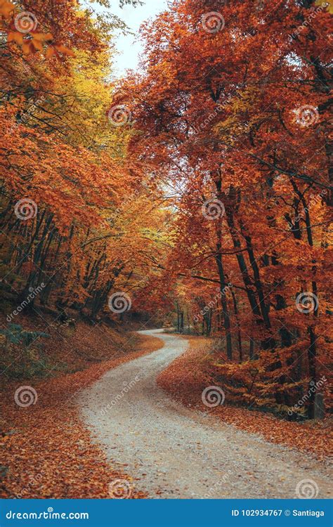 Beautiful Autumn Forest Mountain Path Stock Image Image Of Colorful