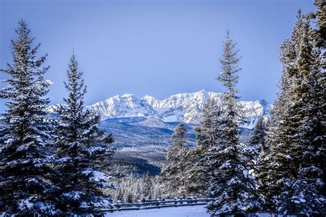 Snow Covered Pine Trees And Mountain During Daytime Photo Free Plant