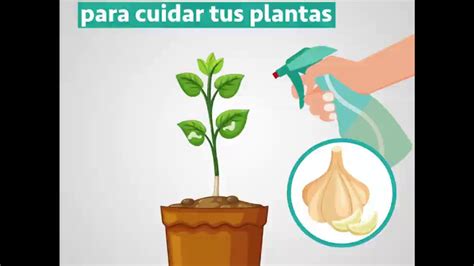 Elimina Plagas Con Un Insecticida Casero Libera A Tus Plantas Ahora