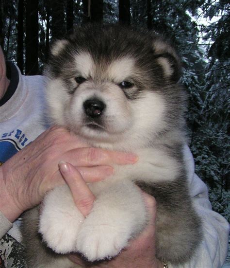 What Is This Little Fluff Monster Malamute Puppies Alaskan Malamute
