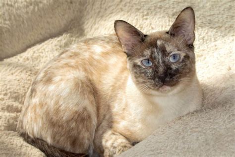 Lynx Point Snowshoe Siamese Cats