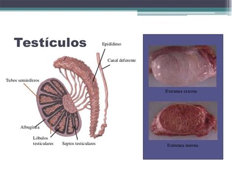 Bio Estudos Parte Ii Do Sistema Reprodutor Masculino Anatomia