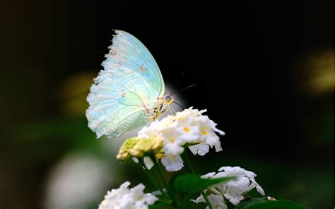 Close Up Flower White Wings Butterfly Wallpaper 1920x1200 122571