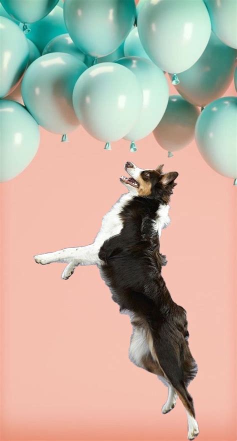 Happy Doggo Cool Wallpaper Wallpaper Balloons
