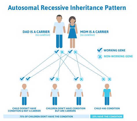 The father can contribute an x or a y chromosome, while the mother always contributes an x. Autosomal Recessive Inheritance | Genetic Support Foundation