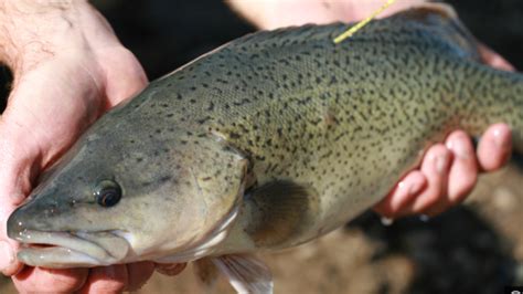 Many fish trout fda make use of either color or vibration to create a curiosity in the whether you want to go fishing in your vacations or use the products for commercial purposes, fish trout fda from all brands. Trout cod fingerlings released into Macquarie River ...