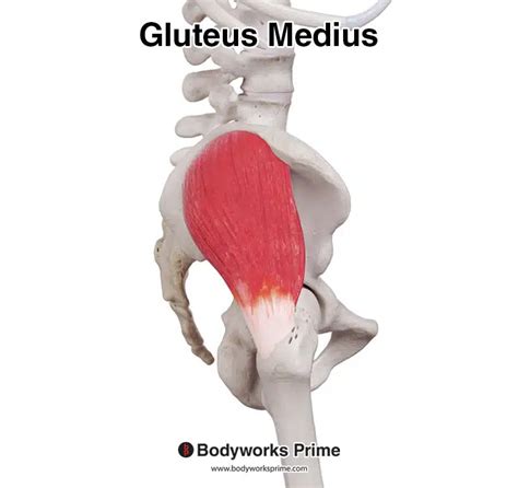Gluteus Medius Muscle Anatomy Bodyworks Prime