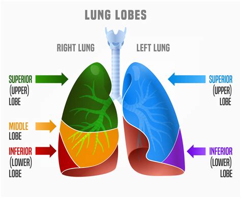 Lobes Of The Lungs Anatomy