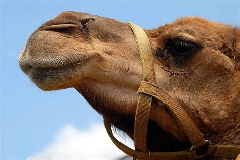 12 interesting facts about camels facts about all