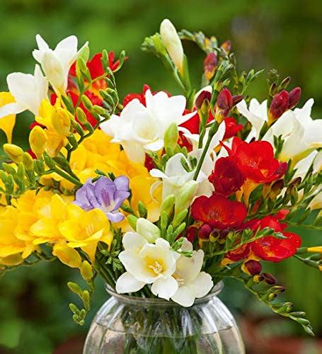Radha Krishna Agriculture Freesia Mix Color Fragrant Flower Bulbs