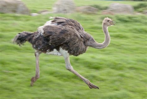 Gait Increases Speed Efficiency North African Ostrich Asknature