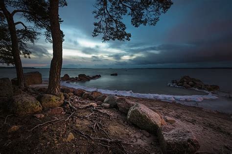 Sea Trees Roots Stones Coast Bay Pine Finland The Gulf Of