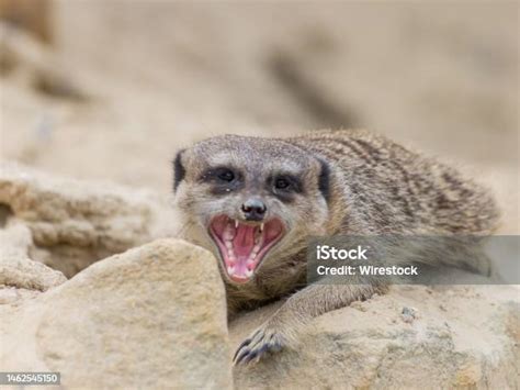 Defensive Meerkat Screaming While On Desert Rocks Stock Photo