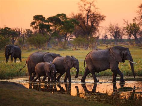 It's one of africa's ultimate safari destinations. 1 Day Moremi Wildlife Reserve Experience Botswana
