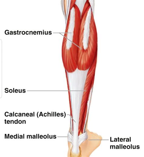 Calf Muscle Anatomy Sports Physio Massage Gold Coast Ashmore