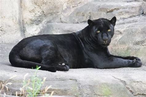 two big cat sightings reported on an abandoned golf course hertslive