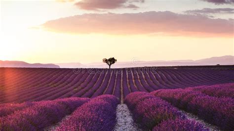 Beautiful Landscape Of Lavender Fields At Sunset With Dramatic Sky