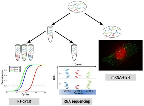 Single Cell Rna Sequencing Review