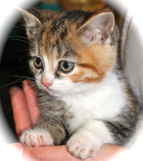 Adopt a senior cat instead of a kitten. Kitten with a heart murmur - Pet Samaritans