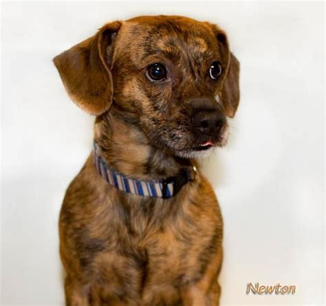 Thank you for visiting us at dachshund central. Adopt Newton on Petfinder | Dachshund mix, Dachshund, Animals