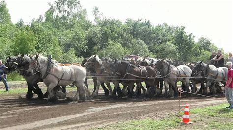 Belgian Draft Horses Horse Pulling Vs Tractor Pulling Youtube