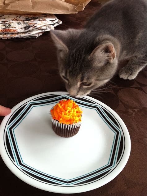 My Cat Tried To Eat My Cupcake Little Kitty Cupcake Funny Pictures