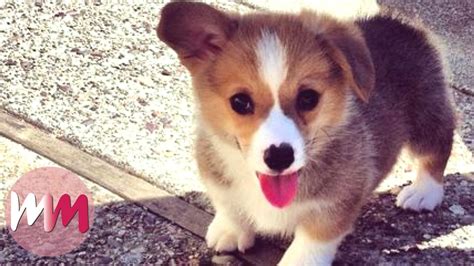 Top 10 Cutest Baby Animals Ever