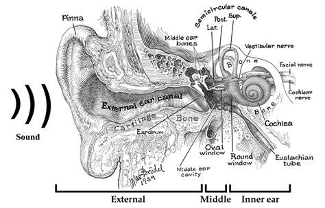 Pdf Schematic Of Human Peripheral Auditory System