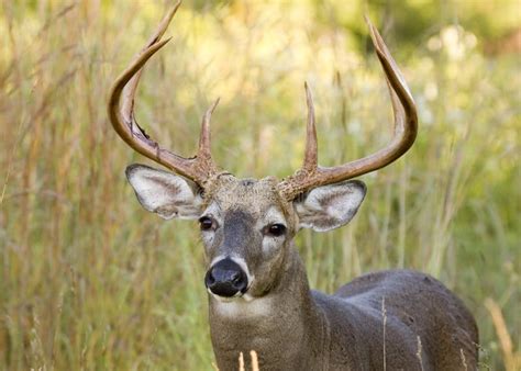 Buck Whitetail Deer Stock Image Image Of Mammal Odocoileus 3203429