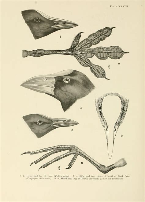 Charles Darwin Artofit