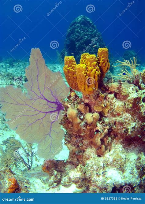 Sea Fan And Sponge On A Cayman Island Reef Stock Image Image Of